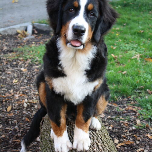 Berner Sennenhund sitzt auf Baumstamm
