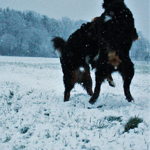 Zwei Berner Sennenhunde spielen im Schnee