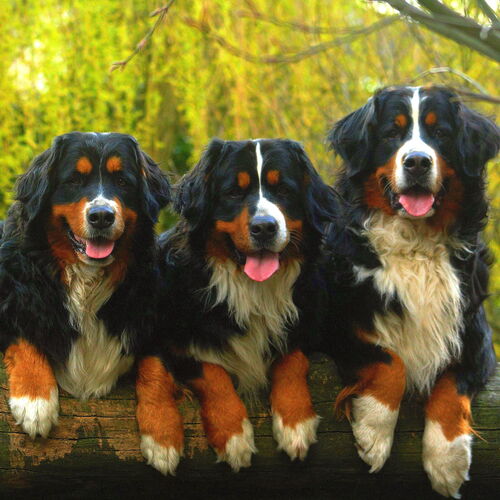 Drei Berner Sennhunde liegen auf einem Baumstamm
