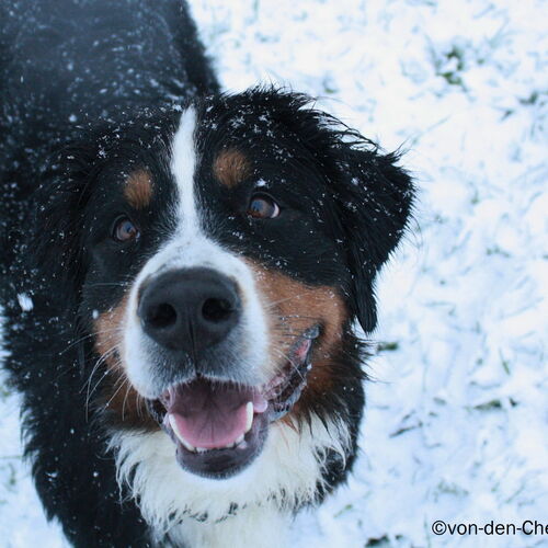 Berner Sennenhund steht auf einer verschneiten Wiese und schaut von unten direkt in die Kamera