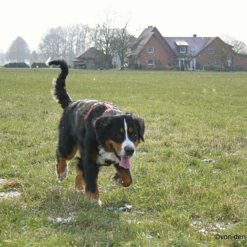 Berner Sennehund läuft über eine Wiese