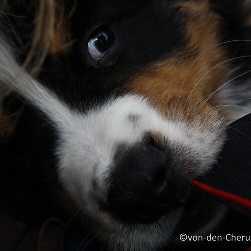 Berner Sennenhund Welpe mit Kameragurt in der Schnauze