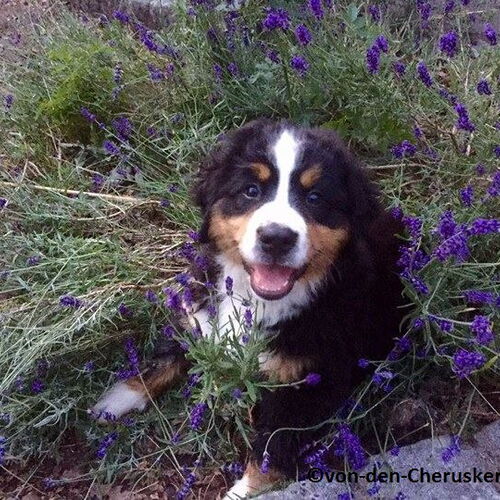 Berner Sennenhund Welpe sitzt in Lavendelstrauch