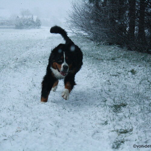 Berner Sennenhund spielt im Schnee
