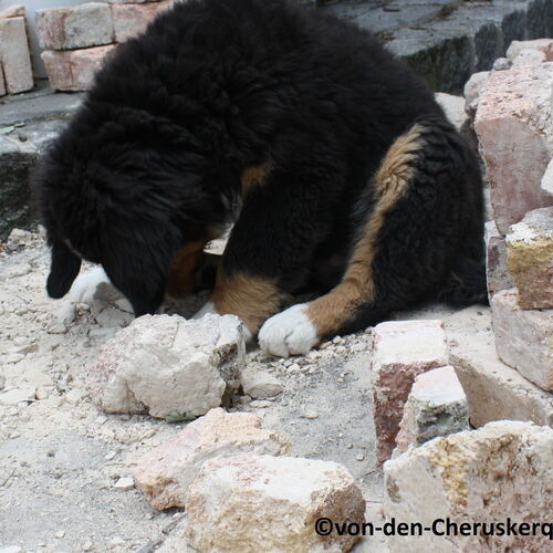 Berner Sennenhund Welpe sitzt zwischen Bauschutt