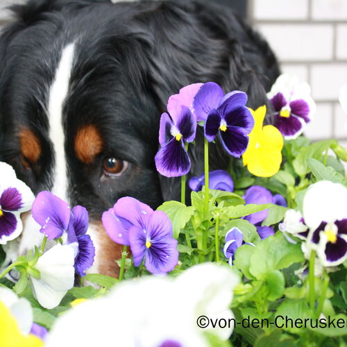 Berner Sennenhund versteckt sich in einer Blume