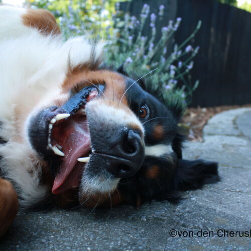 Berner Sennenhund liegt mit raushängender Zunge auf dem Rücken