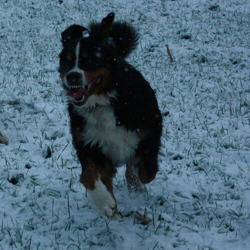 Berner Sennenhund spielt im Schnee
