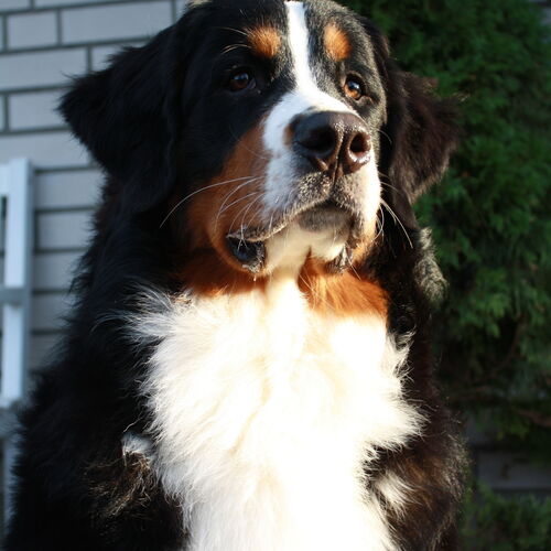 Berner Sennenhund Portraitfoto