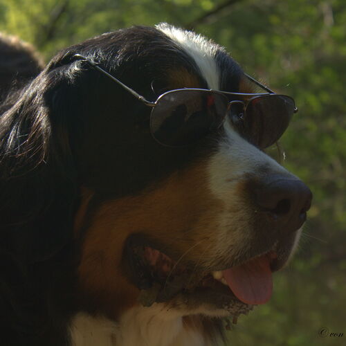 Berner Sennehund mit einer Sonnenbrille