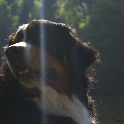 Berner Sennhund liegt vor einem See