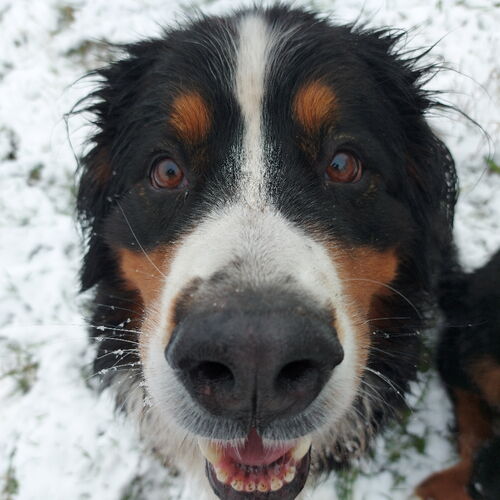 Berner Sennenhund sitzt auf einer verschneiten Wiese und schaut von unten direkt in die Kamera