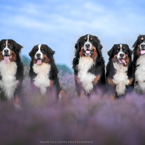Fünf Berner Sennenhund in der Heide