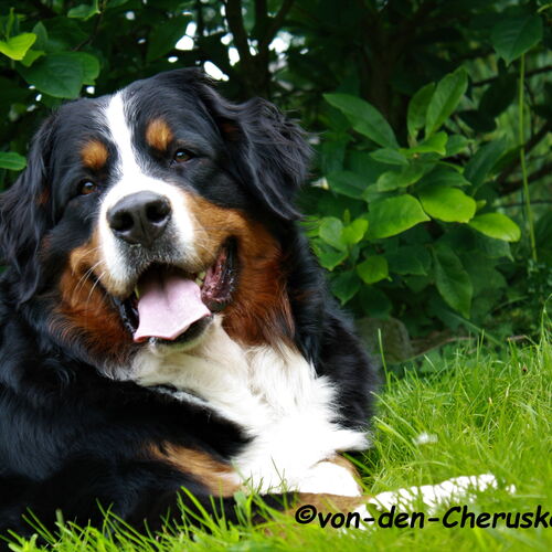 Berner Sennenhund liegt im Garten