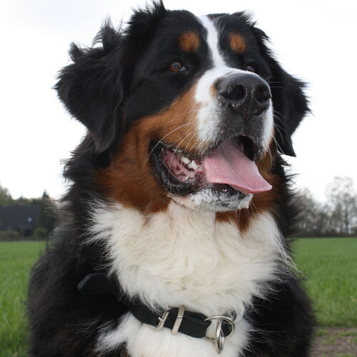Berner Sennenhund sitzt auf einer Wiese