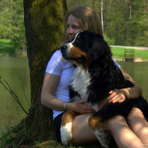 Berner Sennenhund liegt auf dem Schoß der Besitzerin, an einen Baum gelehnt