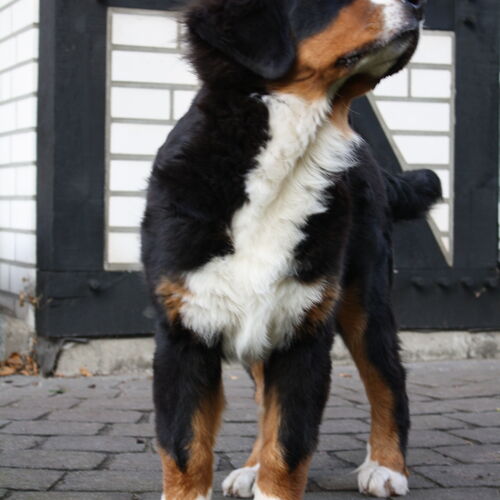 Junger Berner Sennenhund steht auf einer Terasse