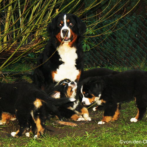 Berner Sennenhund sitzt im Garten mit spielenden Welpen