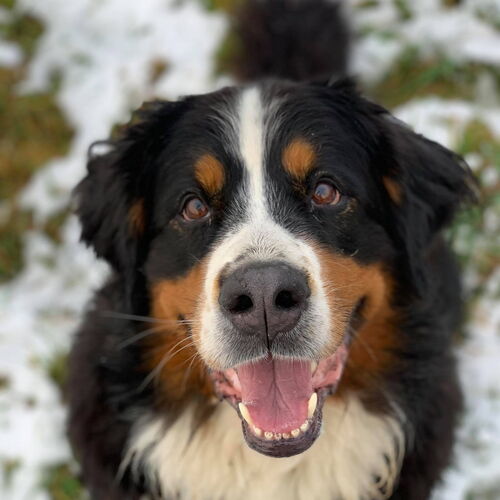 Berner Sennenhund sitzt auf einer verschneiten Wiese und schaut von unten direkt in die Kamera