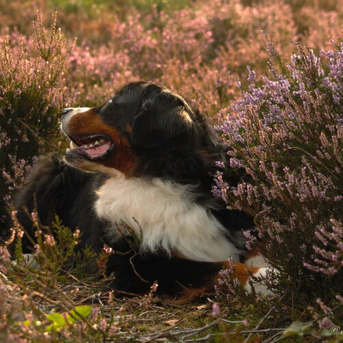 Berner Sennenhund liegt in der Heide und schaut nach hinten