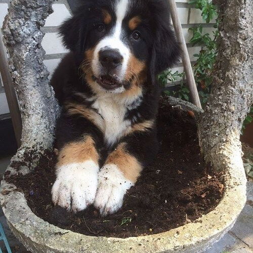 Berner Sennenhund liegt in unbepflanztem Blumenkübel