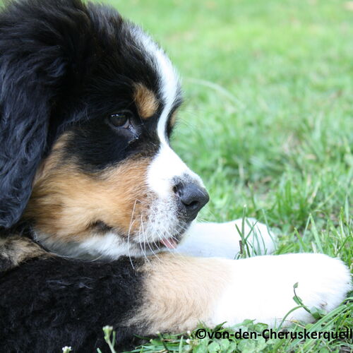 Berner Sennenhund Welpe liegt auf Rasen