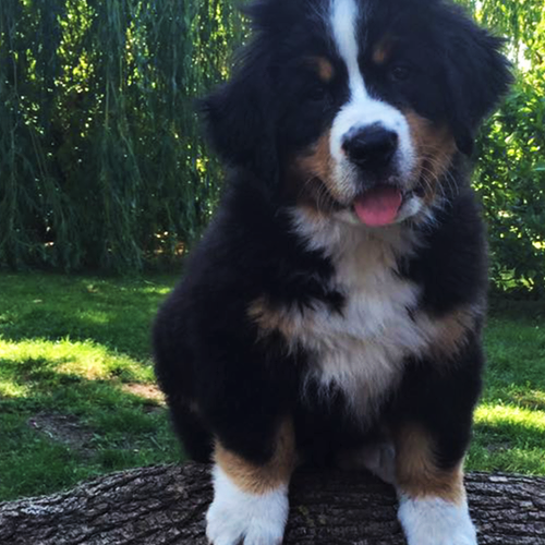 Berner Sennenhund Welpe sitzt auf Baumstamm