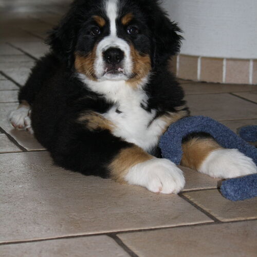 Berner Sennenhund Welpe im Wohnzimmer