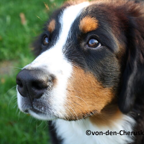 Portrait Berner Sennenhund Junghund