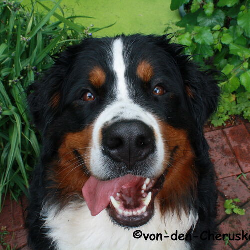 Berner Sennenhund sitzt mit raushängender Zunge auf einer Terrase