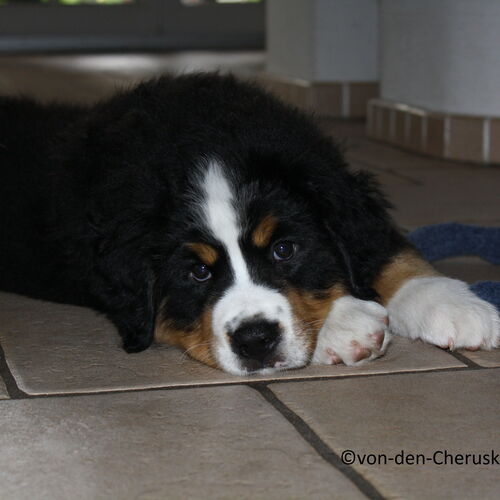 liegender Berner Sennenhund Welpe