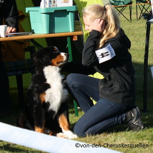 Berner Sennenhund mit Besitzerin auf Ausstellung