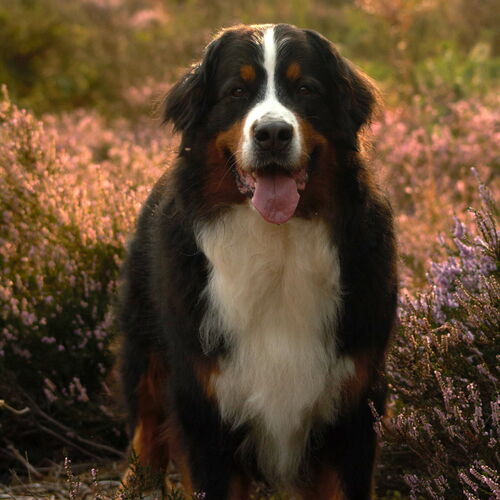 Berner Sennenhund steht in der Heide