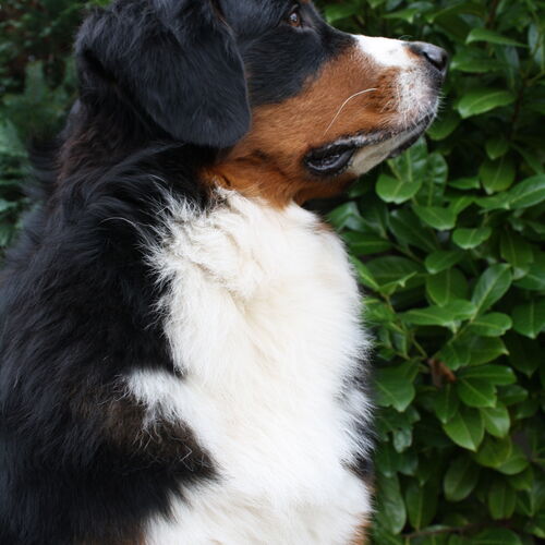 seitliches Portrait Berner Sennenhund