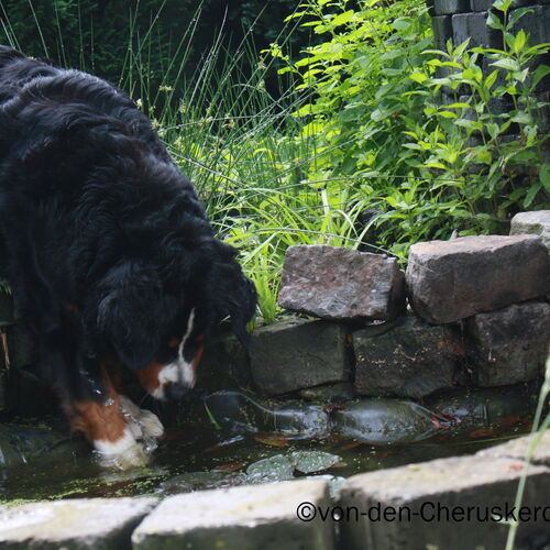 Berner Sennenhund steht mit Vorderpfoten im Brunnen