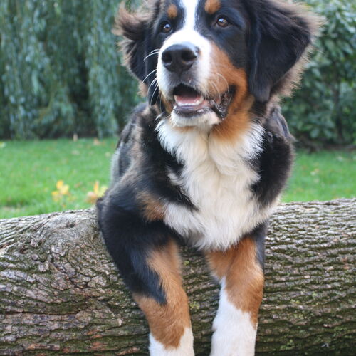 Berner Sennenhund über Baumstamm