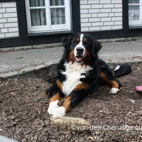 Berner Sennenhund liegt im Beet