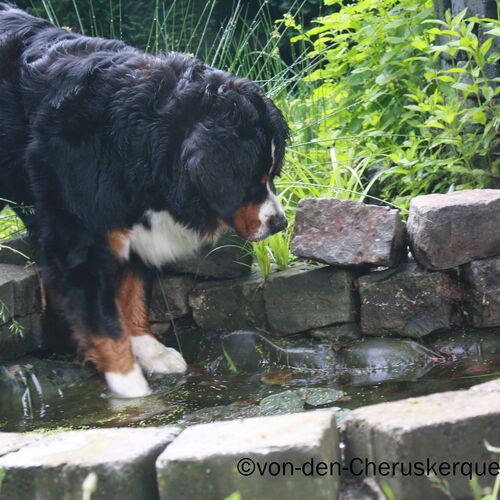 Berner Sennenhund steht in einem Brunnen