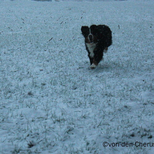 Berner Sennenhund spielt im Schnee