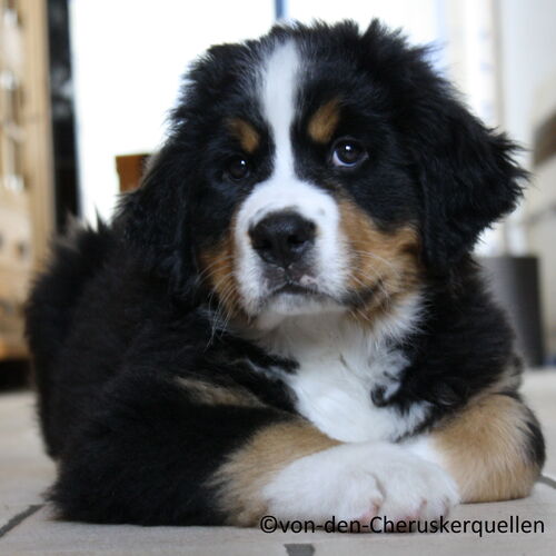 Liegender Berner Sennenhund Welpe