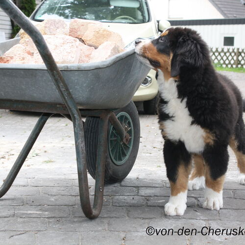Berner Sennenhund Welpe steht neben Schukarre mit Bauschutt