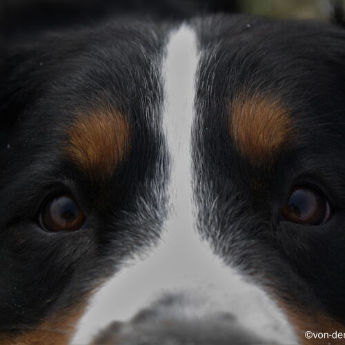 Nahaufnahme vom Gesicht des Berner Sennenhundes