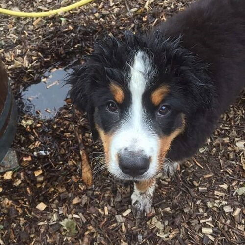 nasser Berner Sennenhund Welpe steht neben einer Pfütze