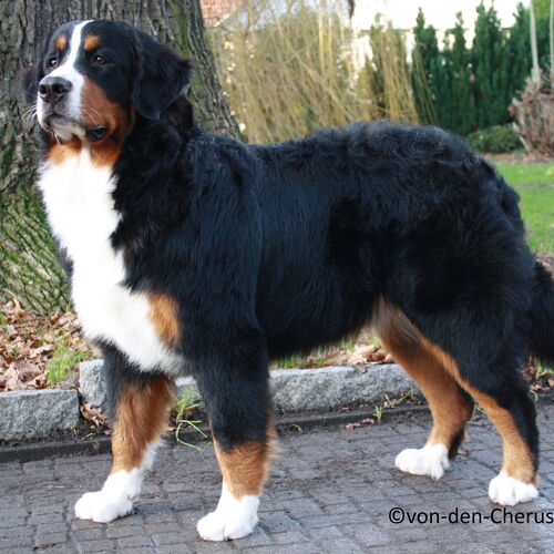 großer Berner Sennenhund steht auf Weg