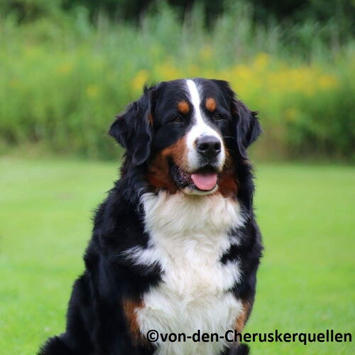 Berner Sennenhund sitzt auf einer Wiese