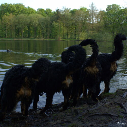 Vier Berner Sennenhunde stehen von hinten fotografiert an einem See