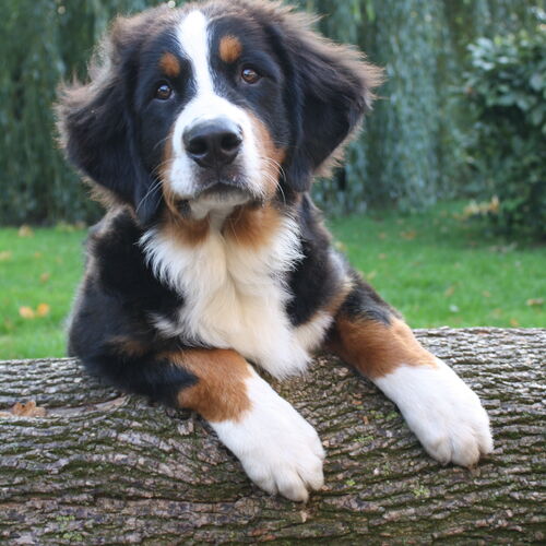 Berner Sennenhund Welpe lehnt mit Vorderläufen auf Baumstamm