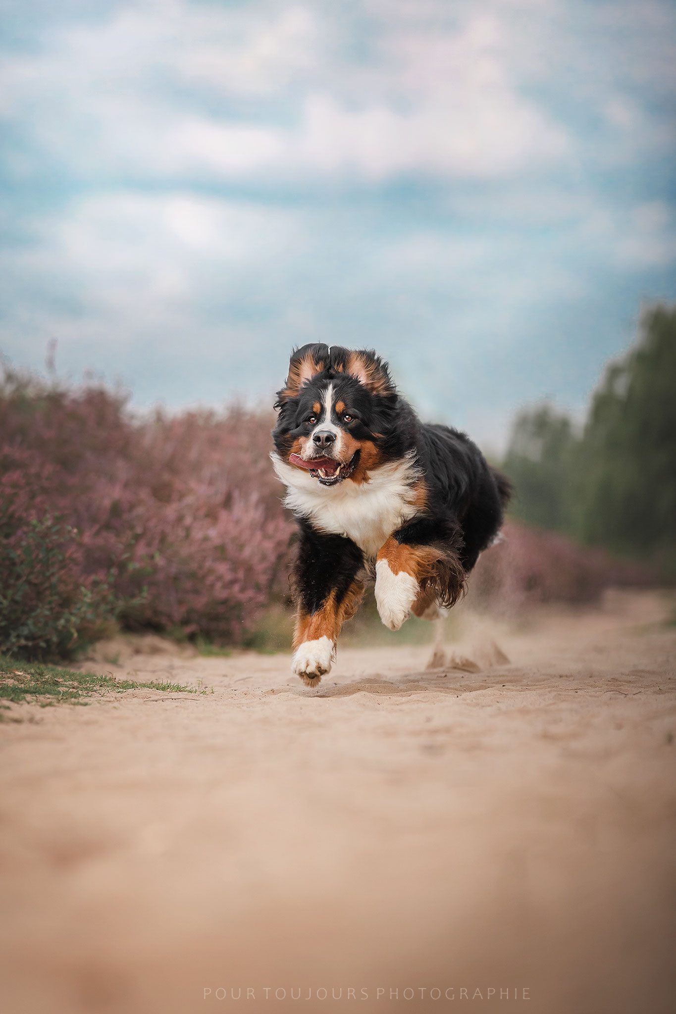Berner Sennenhund Gucci beim Laufen